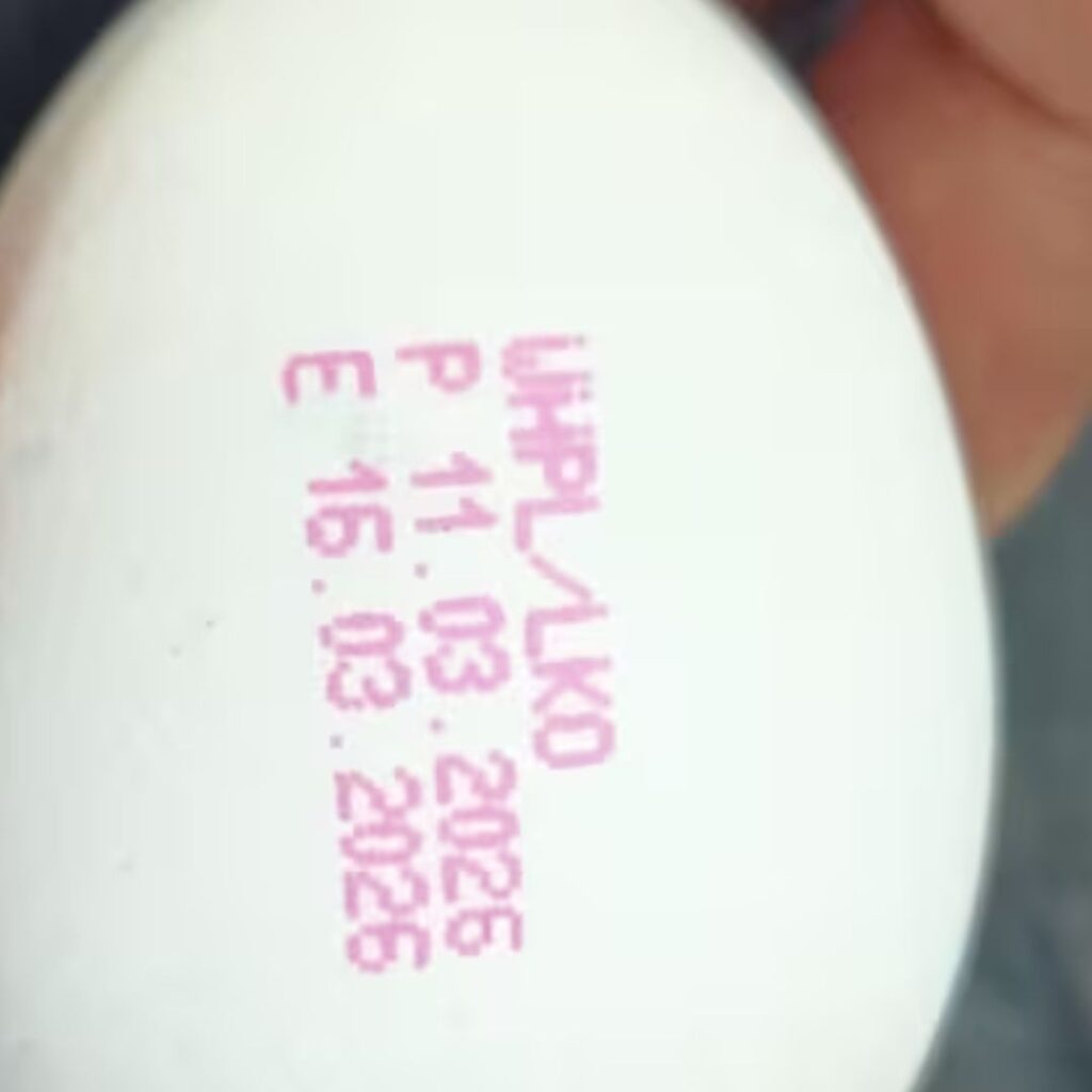 egg