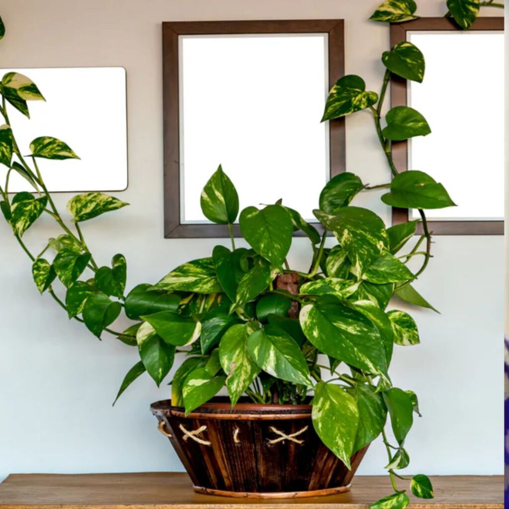 money plant